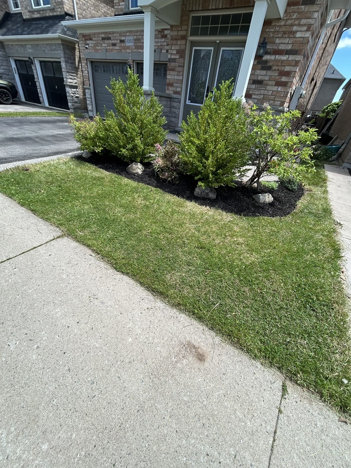Overgrown front yard restored — after