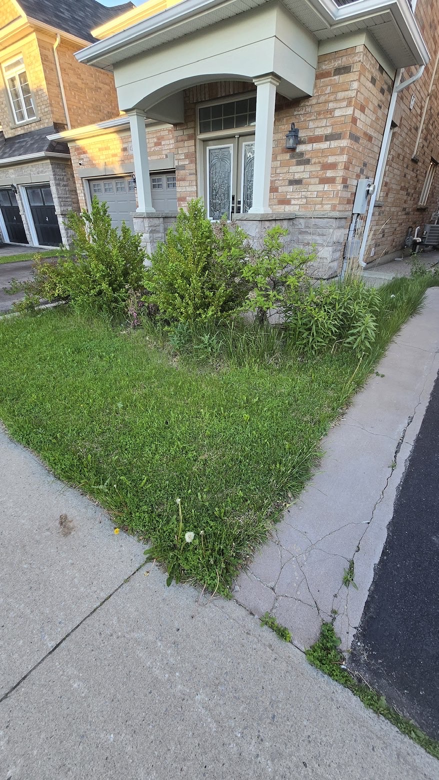Overgrown front yard restored — before